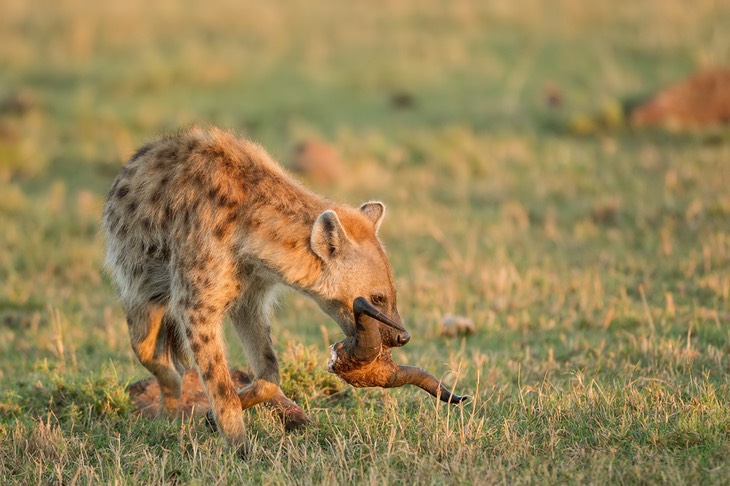 spotted hyena