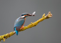 kingfisher