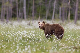 brown bear