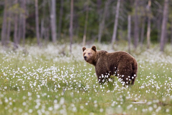 brown bear