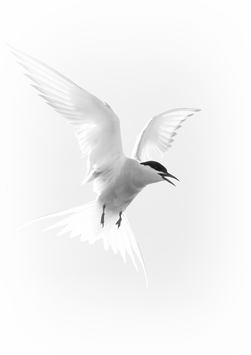 arctic tern