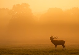 red deer