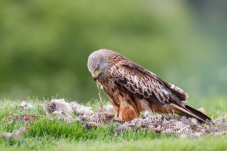 red kite