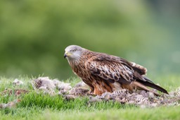 red kite