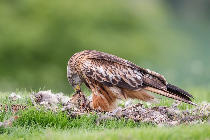 red kite