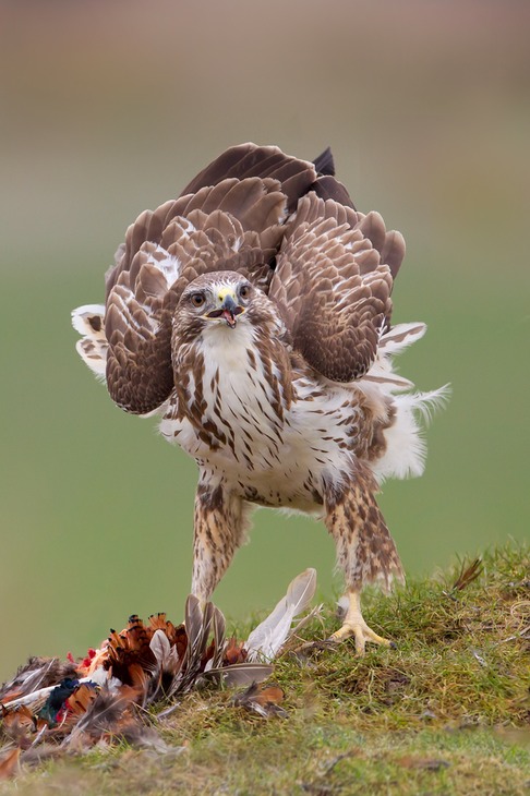 common buzzard