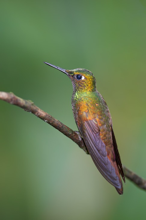 versicoloured emerald