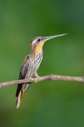 saw billed hermit