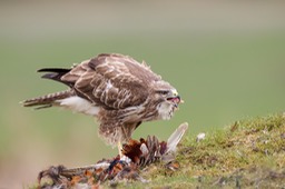 common buzzard