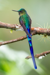 violet tailed sylph