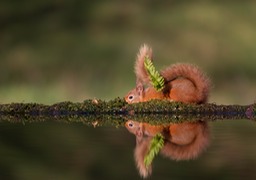 red squirrel