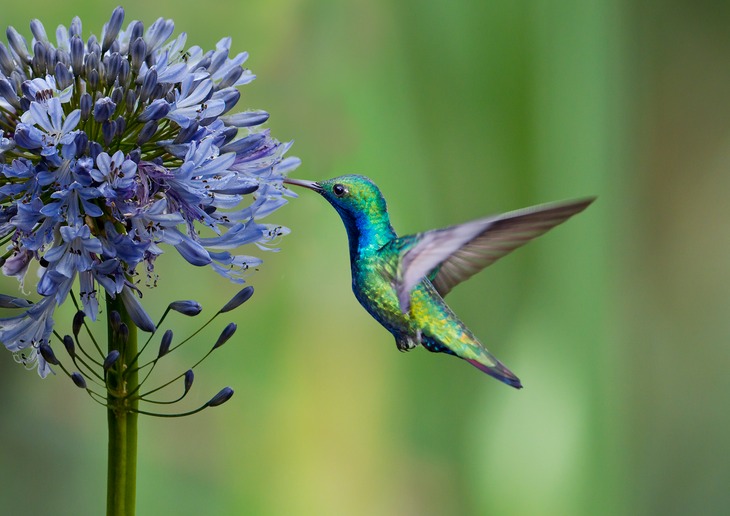 black throated mango