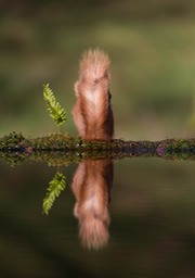 red squirrel