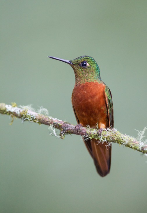 chestnut breasted coronet