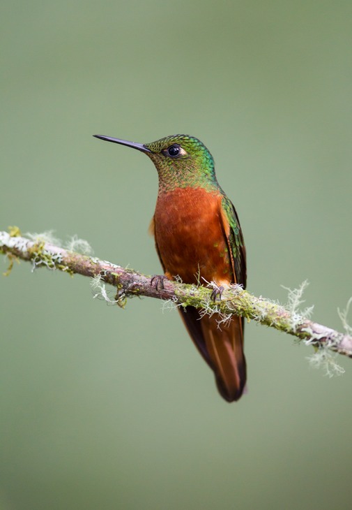 chestnut breasted coronet