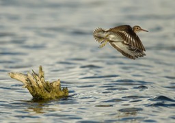 spotted sandpiper