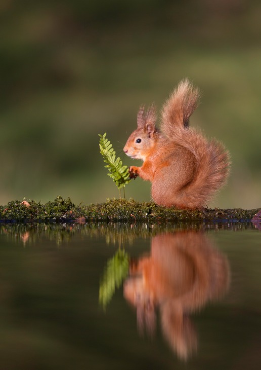 red squirrel