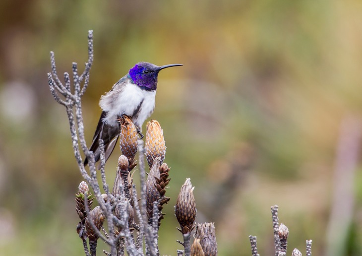 ecuadorean hillstar