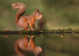 red squirrel