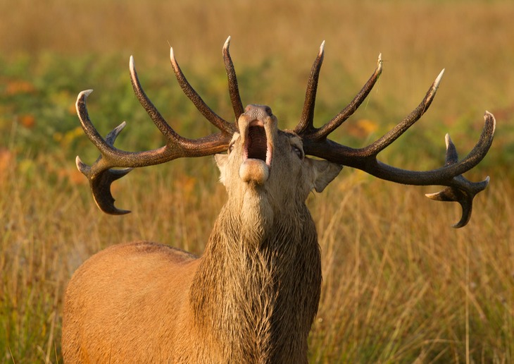 red deer