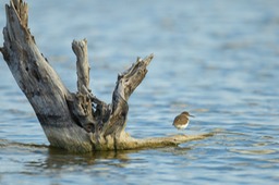 spotted sandpiper