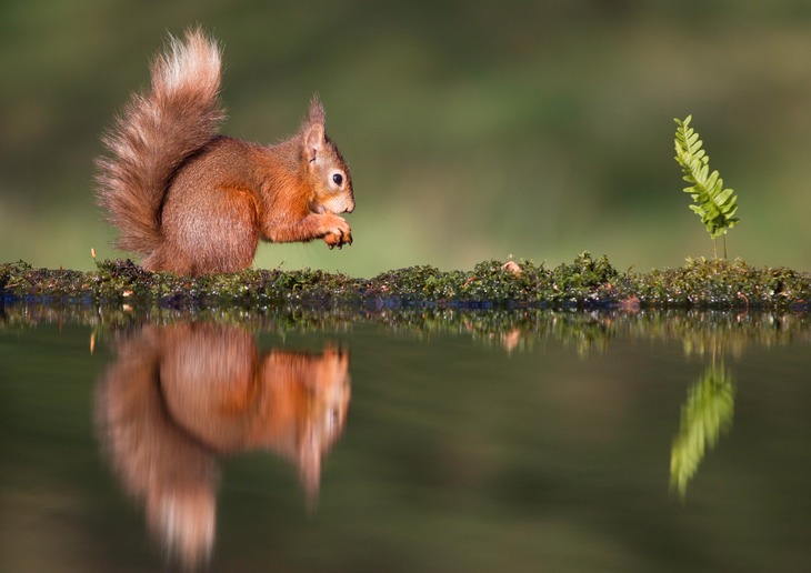 red squirrel