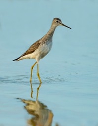 lesser yellowlegs