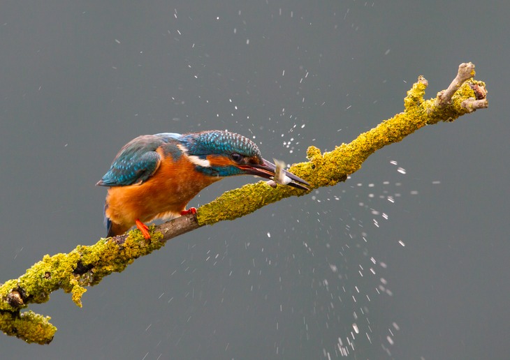 kingfisher