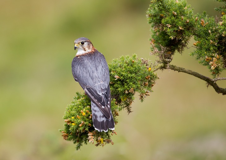 merlin