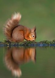 red squirrel