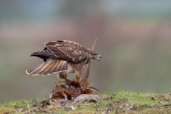 common buzzard