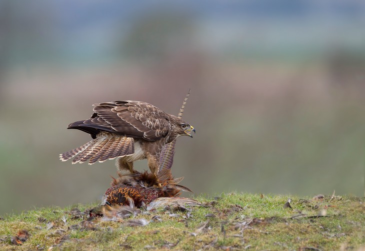 common buzzard