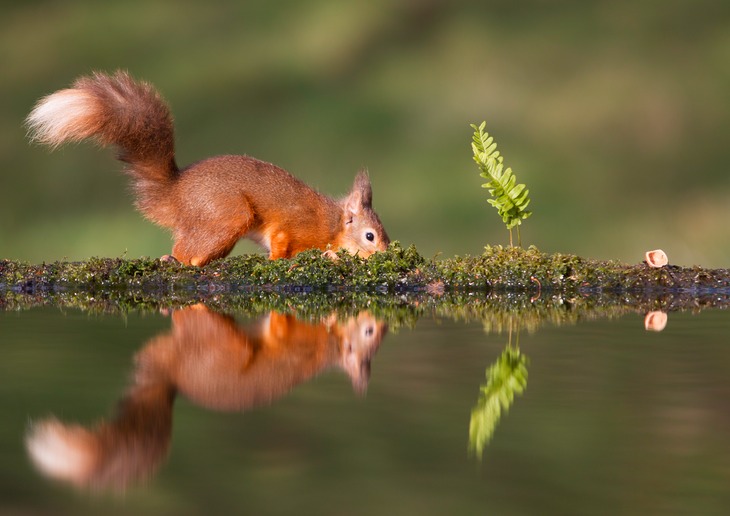 red squirrel