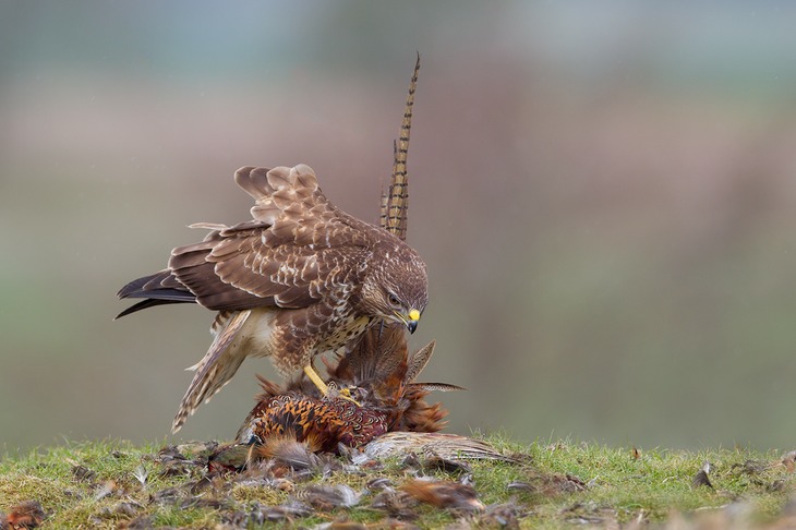 common buzzard