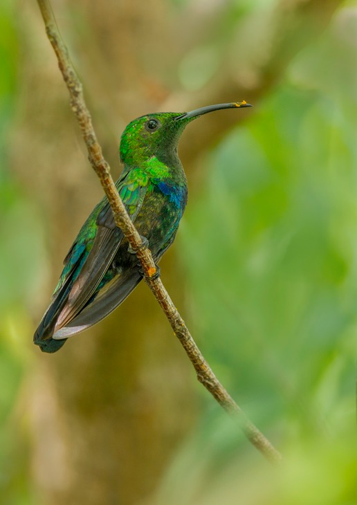 green throated carib