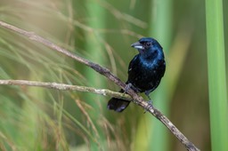 ruby crowned tanager