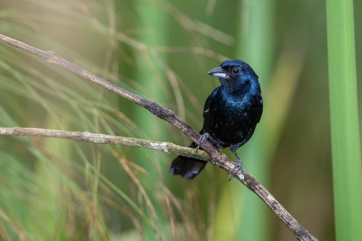 ruby crowned tanager