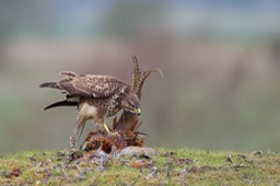 common buzzard