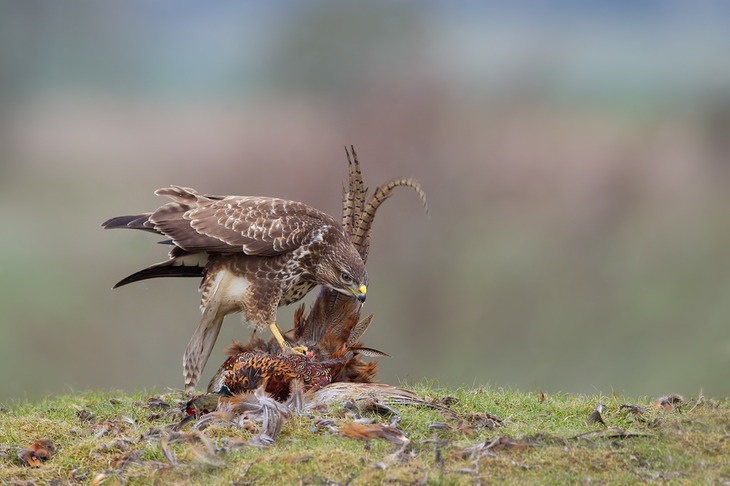 common buzzard