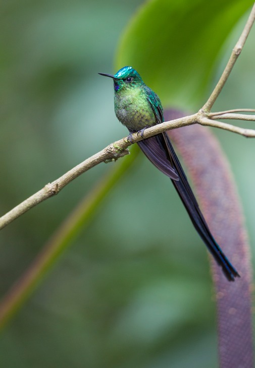 long tailed sylph