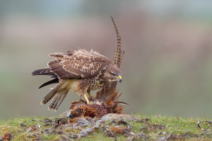 common buzzard