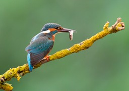 kingfisher