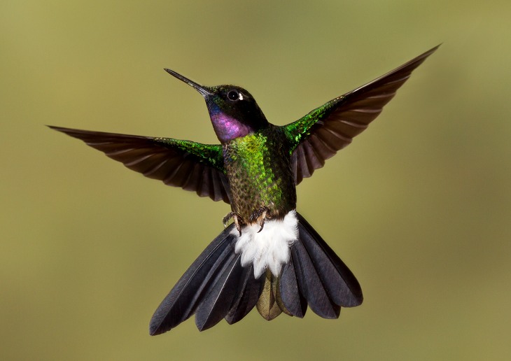 tourmaline sunangel