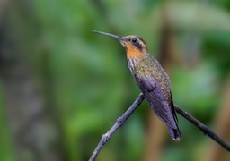 saw billed hermit