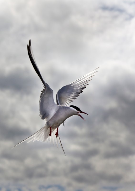 arctic tern