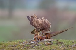 common buzzard