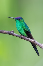 violet capped woodnymph