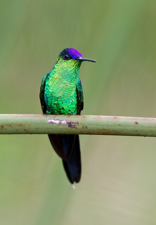 violet capped woodnymph