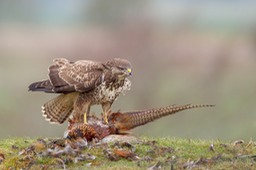 common buzzard