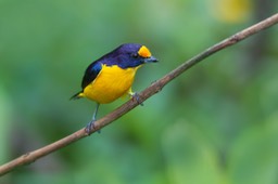 violaceous euphonia